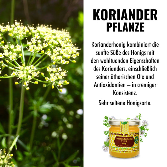 Seltener Korianderhonig cremig aus Sardinien von der Allgäuer Wanderimkerei