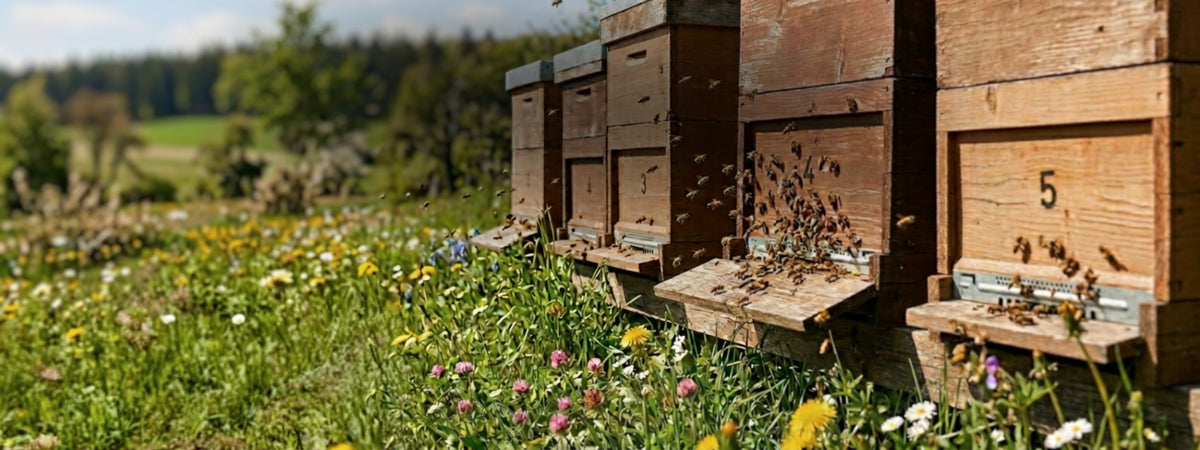 Naturbelassene Honige und Bienenprodukte direkt vom Imker: Jetzt kaufen bei der Allgäuer Wanderimkerei