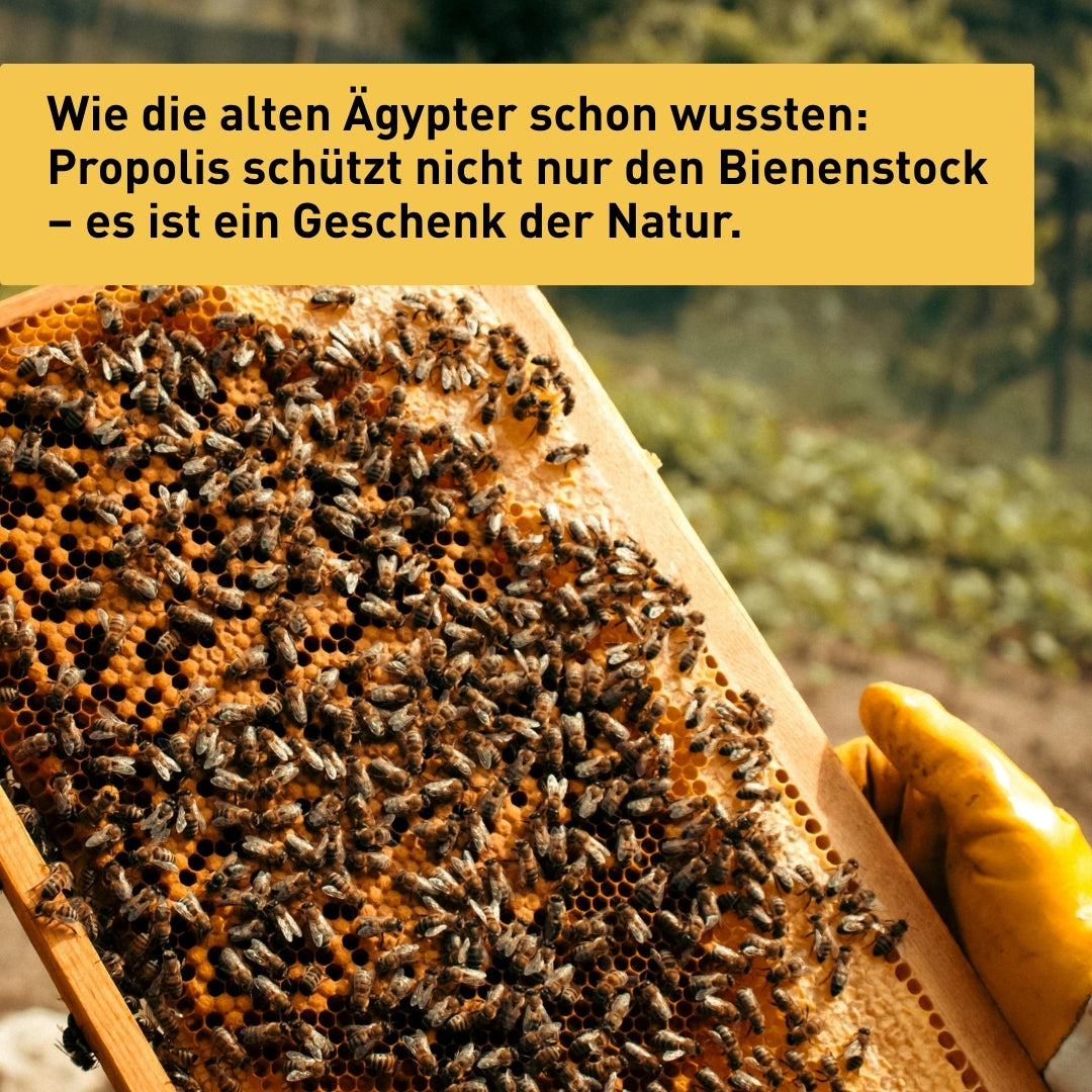 Propolis-Extraktpulver 20g von der Allgäuer Wanderimkerei