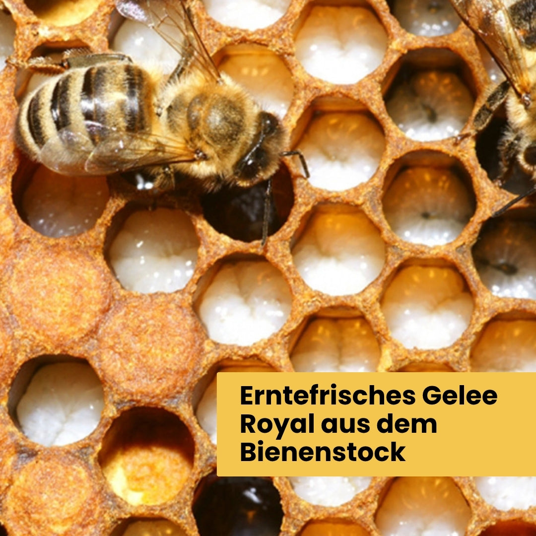 Frisches und natürliches Gelee Royal 25g von der Allgäuer Wanderimkerei