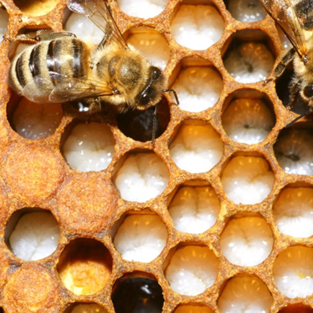 Die Kraft der Bienen in einer Formel: Hercules ohne Gelee Royal von der Allgäuer Wanderimkerei