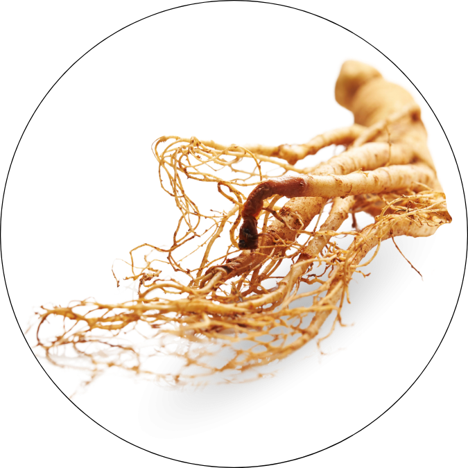 Ginseng, Allgäuer Wanderimkerei
