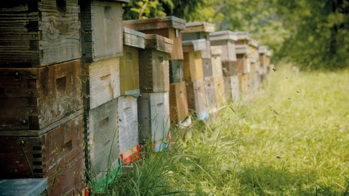 Bienenstöcke der Allgäuer Wanderimkerei