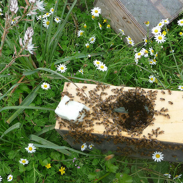 Bienen der Allgäuer Wanderimkerei