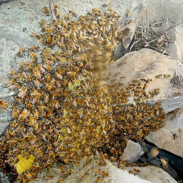 Honig Produktion der Allgäuer Wanderimkerei