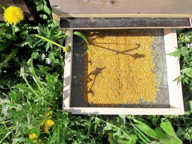Blütenpollen im Bienenstock der Allgäuer Wanderimkerei