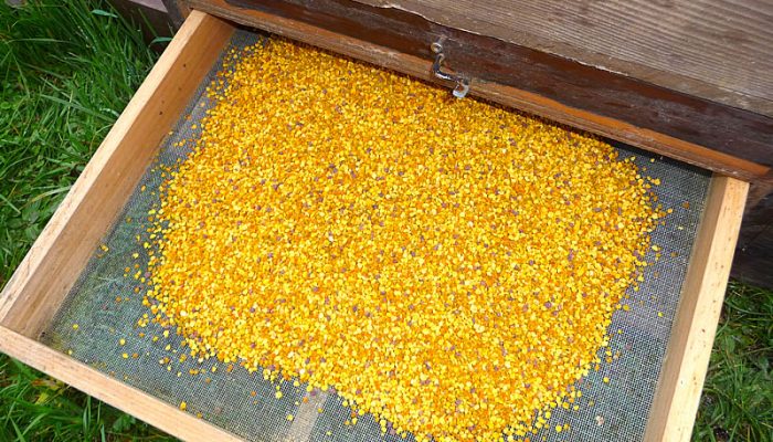 Blütenpollen von der Allgäuer Wanderimkerei