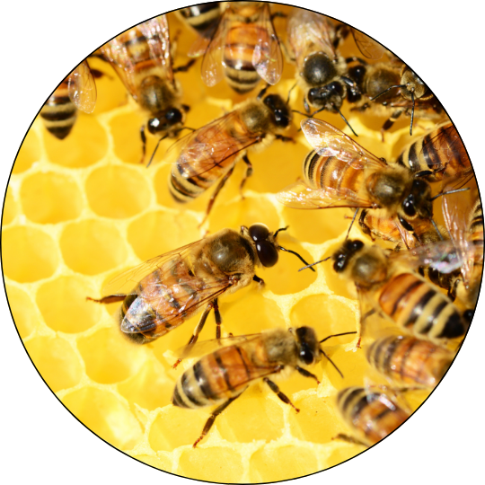 Bienen, Allgäuer Wanderimkerei