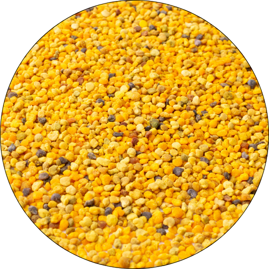Blütenpollen, Allgäuer Wanderimkerei