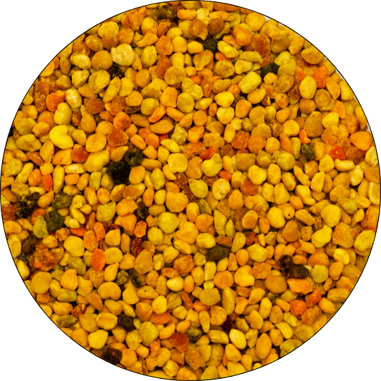 Blütenpollen, Allgäuer Wanderimkerei