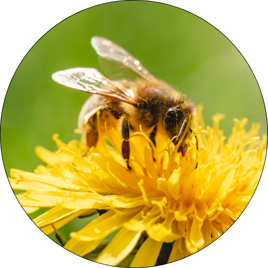 Blütenpollen, Allgäuer Wanderimkerei