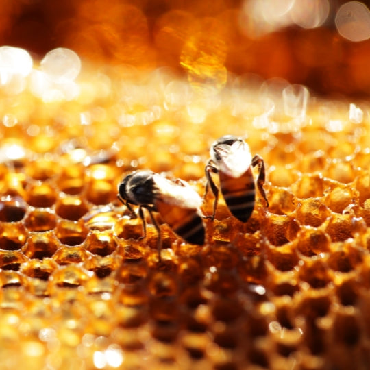 Propolis von der Allgäuer Wanderimkerei