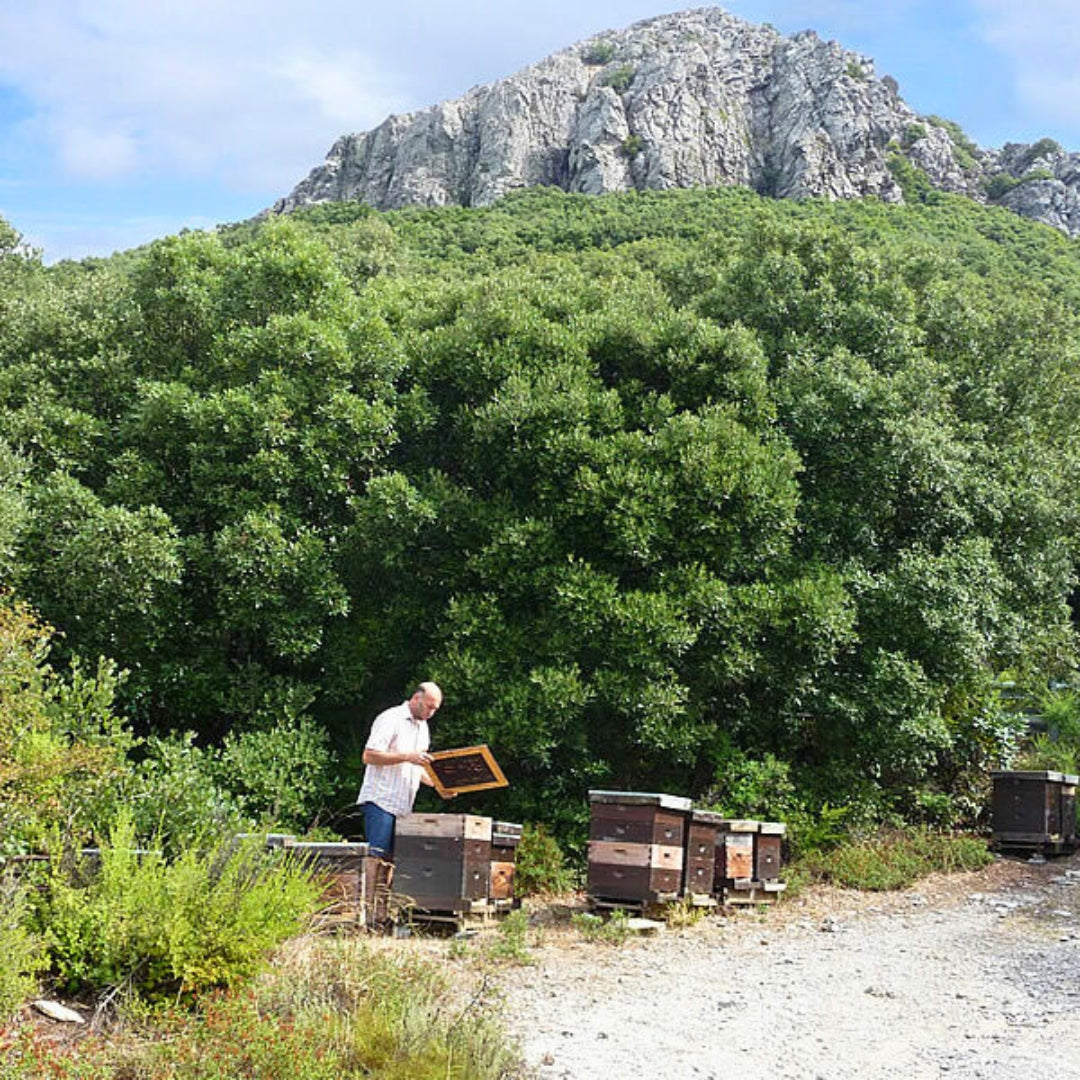 Imkermeister Rainer Krüger bei den Bienen auf Sardinien, Allgäuer Wanderimkerei